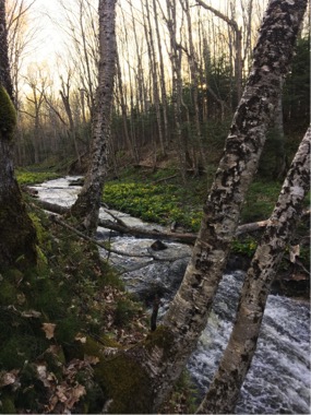 River in Michigan