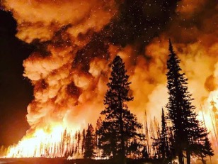 Wildfire in forest